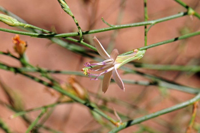 Small Wirelettuce is a subshrub with single slender stems and wide-spreading branches. Plants are typically smooth or sparsely covered with short, soft, erect hairs. They all have milky sap. Not the upper leaves shown in the photo are greatly reduced and bract-like. Stephanomeria exigua